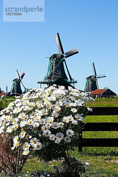 Klares und traditionelles Wahrzeichen für Holland: Blumen und Mühlen