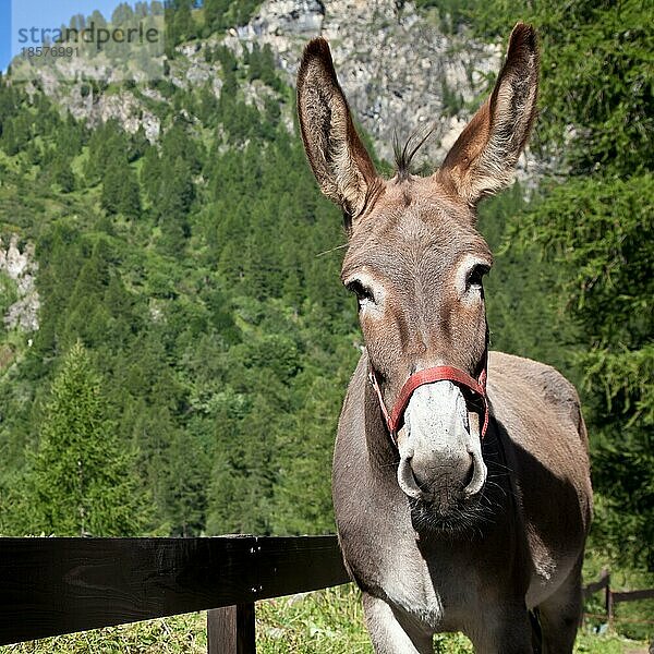 Freier Esel in den italienischen Alpen  Blick in die Kamera