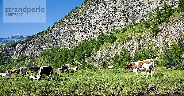 Italienische Kühe an einem sonnigen Tag in der Nähe von Susa  Piemont  Italienische Alpen