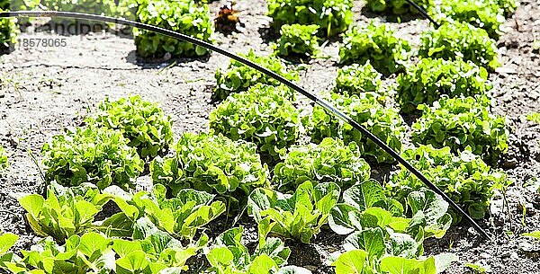 Ein kleiner Gemüsegarten mit Salat in der Sommersaison  lebendige Farben und eine Fülle von Details