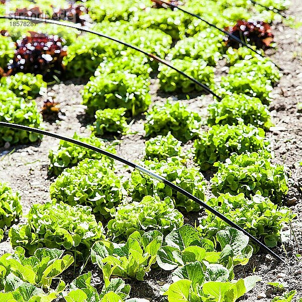 Ein kleiner Gemüsegarten mit Salat in der Sommersaison  lebendige Farben und eine Fülle von Details