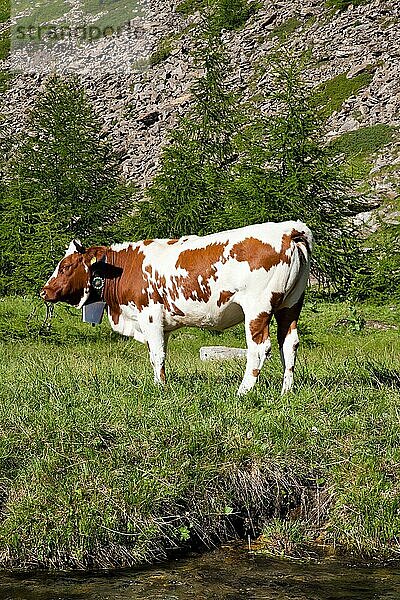 Italienische Kühe an einem sonnigen Tag in der Nähe von Susa  Piemont  Italienische Alpen