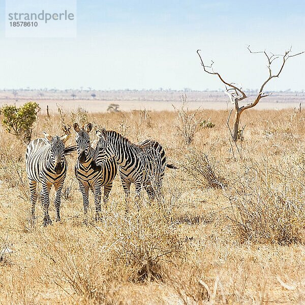 Kenia  Tsavo Ost Nationalpark. Drei Zebras schauen zum Fotografen  Sonnenuntergang Licht  Afrika