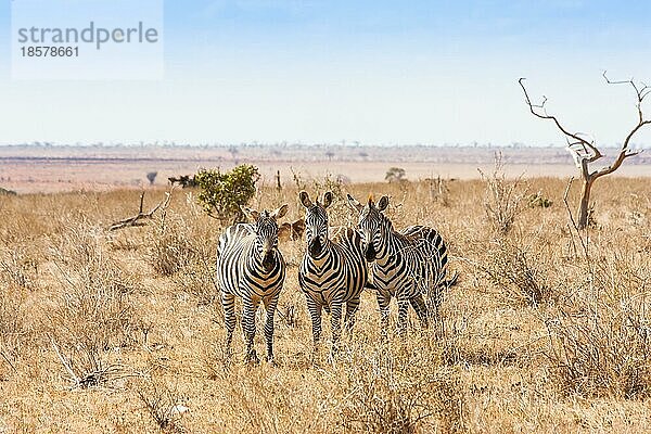 Kenia  Tsavo Ost Nationalpark. Drei Zebras schauen zum Fotografen  Sonnenuntergang Licht  Afrika