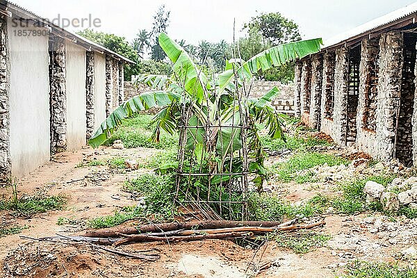 Kenia  Malindi Stadt. Detail der traditionellen Technik für den Bau von Armenhäusern  Afrika