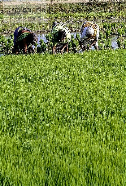 Ausreißen und Bündeln der Reissetzlinge  Paddy Sämlinge in Tamil Nadu  Südindien  Indien  Asien