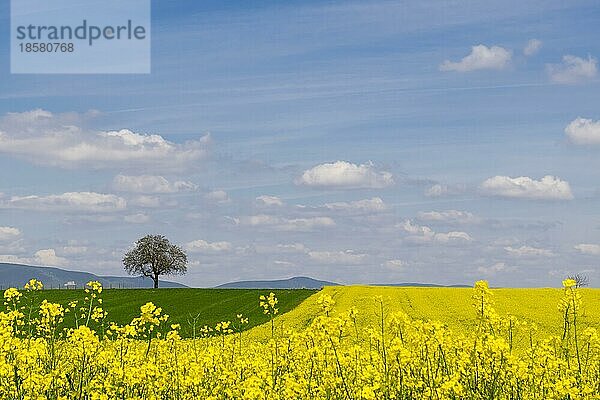 Blühende Rapsfelder (Brassica napus)  Südpfalz  Pfalz  Rheinland-Pfalz  Deutschland  Europa