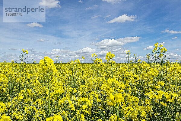 Blühende Rapsfelder (Brassica napus)  Südpfalz  Pfalz  Rheinland-Pfalz  Deutschland  Europa