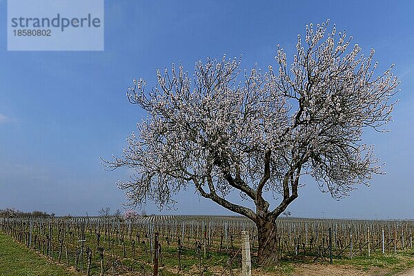 blühender Mandelbaum (Prunus dulcis) im Weinberg  Südpfalz  Pfalz  Rheinland-Pfalz  Deutschland  Europa