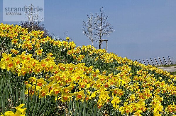 Narzissen (Narcissus) an einer Straßenböschung  Landau-Wollmesheim  Südpfalz  Pfalz  Rheinland-Pfalz  Deutschland  Europa