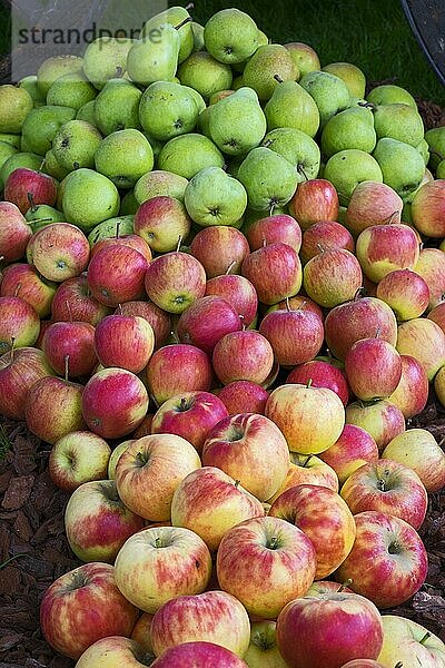 Äpfel und Birnen