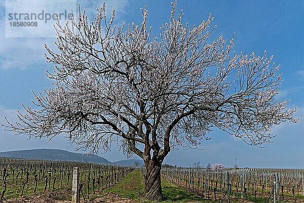 Ein alter Mandelbaum (Prunus dulcis) im Wingert