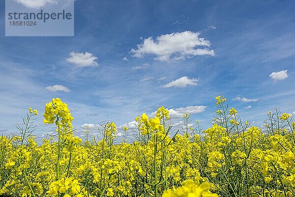 Blühende Rapsfelder (Brassica napus)  Südpfalz  Pfalz  Rheinland-Pfalz  Deutschland  Europa