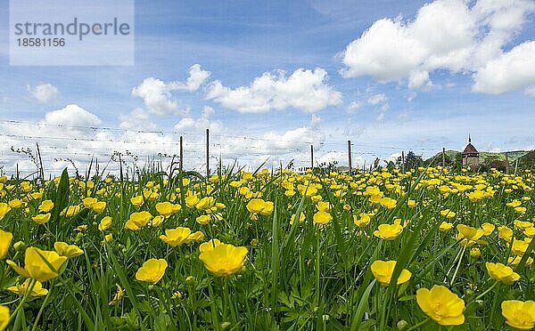 Wiese mit Hahnenfuß (Ranunculus)