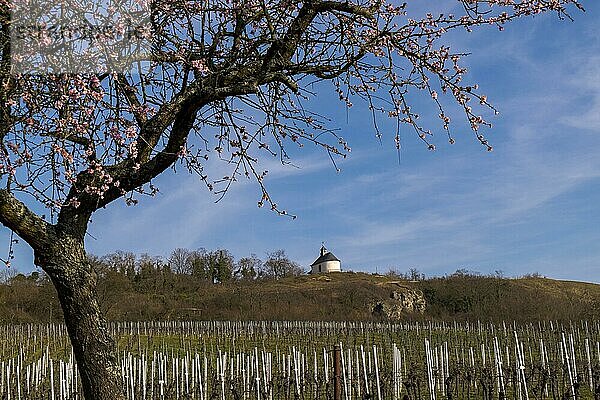 Blühender Mandelbaum (Prunus dulcis)  im Hintergrund die Kleine Kalmit  gilt als botanisches Kleinod und Wahrzeichen  Ilbesheim  Südpfalz  Pfalz  Rheinland-Pfalz  Deutschland  Europa
