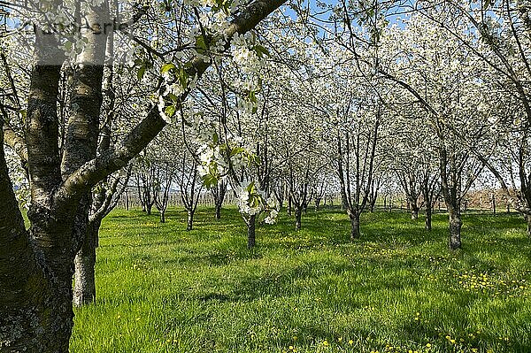 Obstbaumplantage mit blühenden Kirschbäumen (Prunus avium)