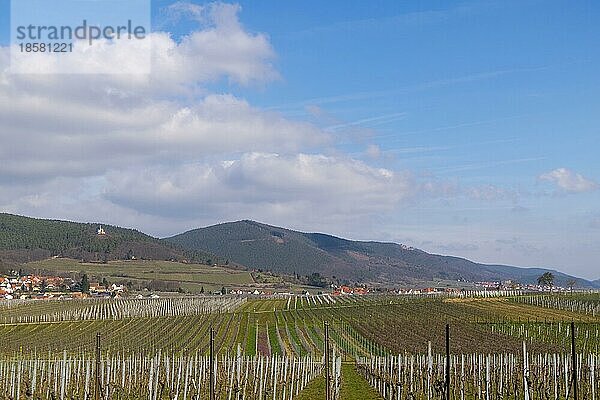 Blick über Weinfelder auf den Pfälzerwald