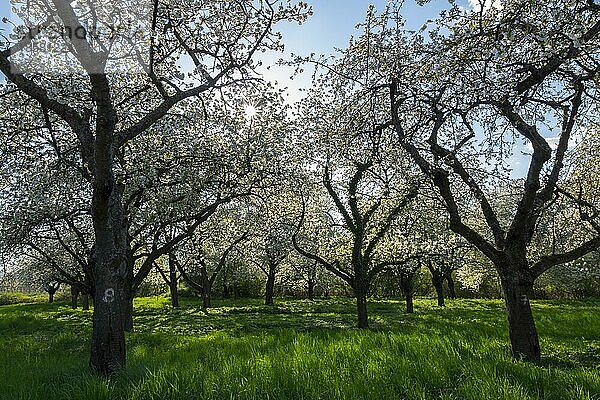 Blühende Kirschbäume (Prunus avium)