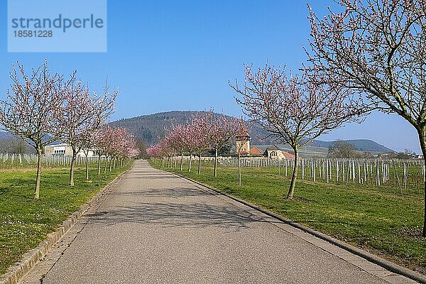 Mandelbaumblüte  Mandelbaum (Prunus dulcis)  Siebeldingen  Deutsche Weinstraße  auch Südliche Weinstraße  Südpfalz  Pfalz  Rheinland-Pfalz  Deutschland  Europa