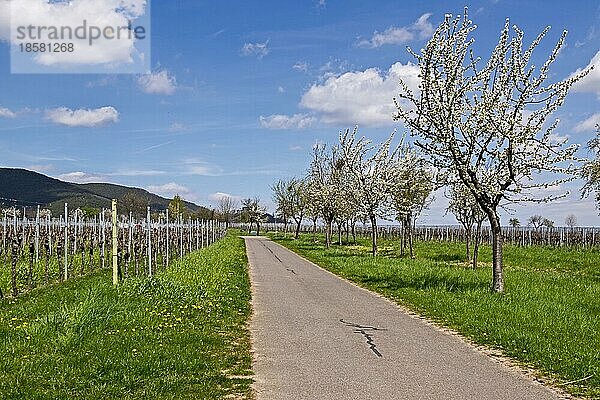 Weg zwischen Weinfeldern mit blühenden Kirschbäumen  St. Martin  Pfalz  Rheinland-Pfalz  Deutschland  Europa