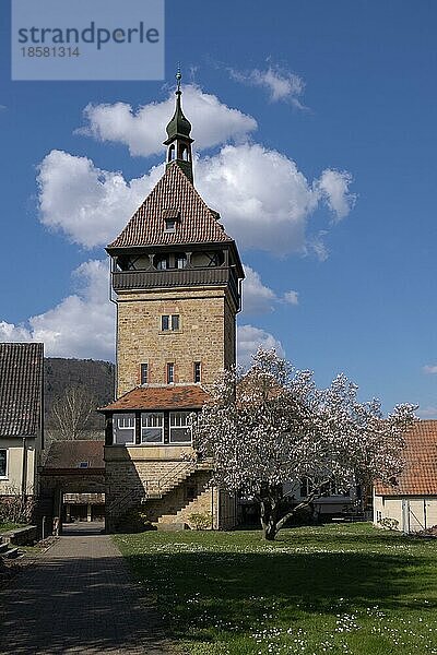 Geilweiler Hof  blühender Magnolienbaum (Magnolia)  Siebeldingen  Deutsche Weinstraße  auch Südliche Weinstraße  Rheinland-Pfalz  Deutschland  Europa