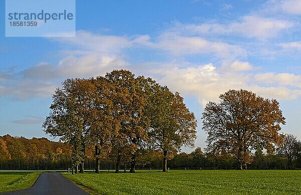 Typische Landschaft im Münsterland