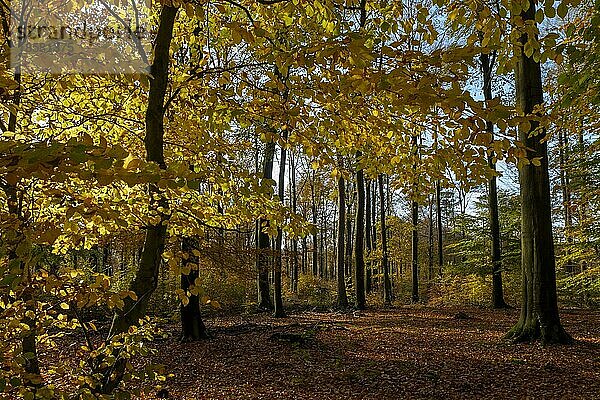 Herbstlicher Buchenwald (Fagus)