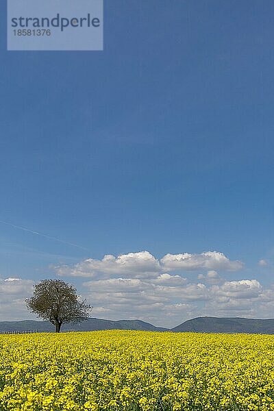 Blühendes Rapsfeld (Brassica napus)  Walnussbaum (Juglans regia) Südpfalz  Pfalz  Rheinland-Pfalz  Deutschland  Europa