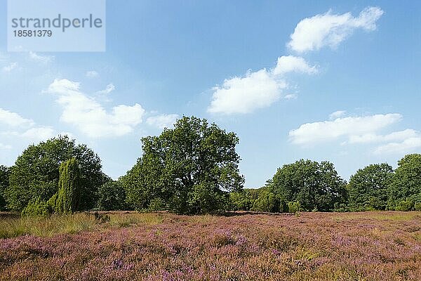 Naturschutzgebiet Buurserzand  Provinz Oberjissel  Haaksbergen  Niederlande  Europa