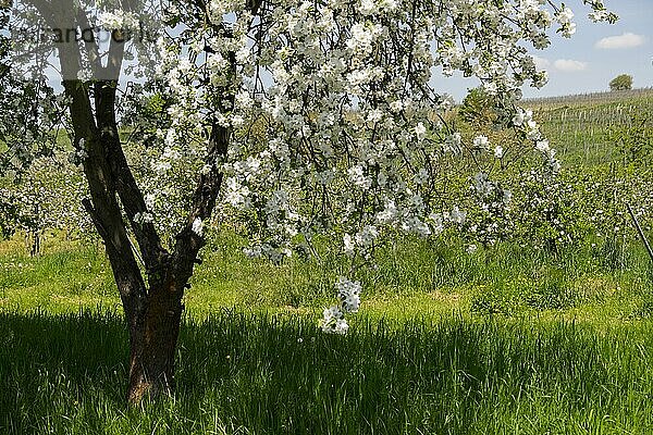 Blühende Obstbäume an einem Weinberg