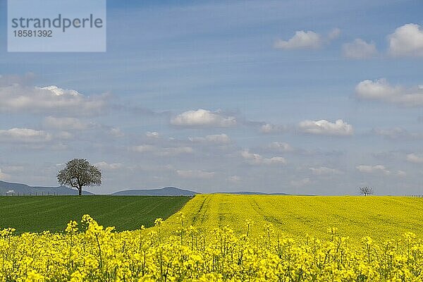 Landschaft mit Nußbaum