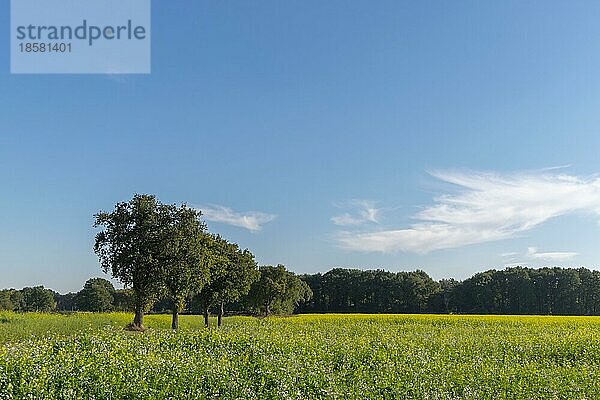 Weißer Senf (Sinapis alba) und Ölrettich (raphanus sativus) als Gründüngung auf einem Feld