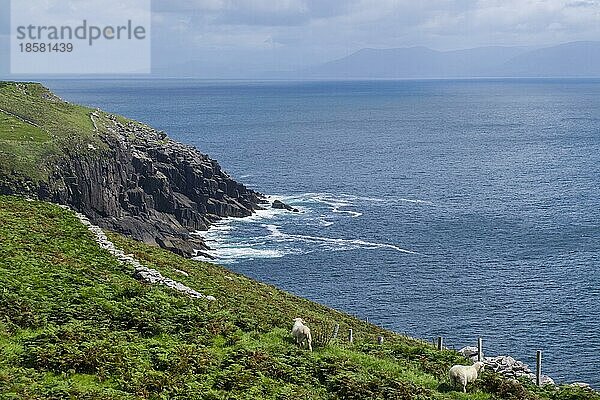 Küstenlandschaft am Slea Head  Dingle-Halbinsel  County Kerry  Irland  Europa