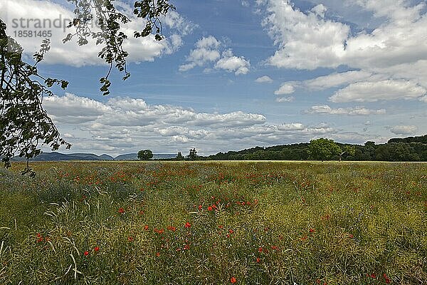 Verblühtes Rapsfeld mit Mohn und Kornblumen