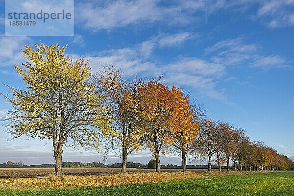 Baumallee im Herbst  Herbstfarben  Münsterland  Nordrhein-Westfalen  Deutschland  Europa