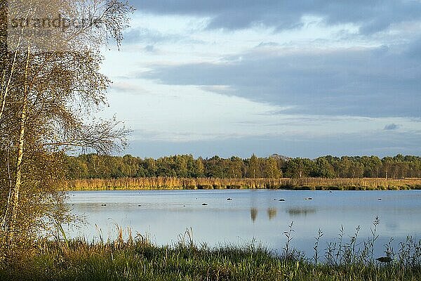 Seenlandschaft  Moorsee  Zwillbrocker Venn  Naturschutzgebiet  Zwillbrock  Vreden  Nordrhein-Westfalen  Deutschland  Europa