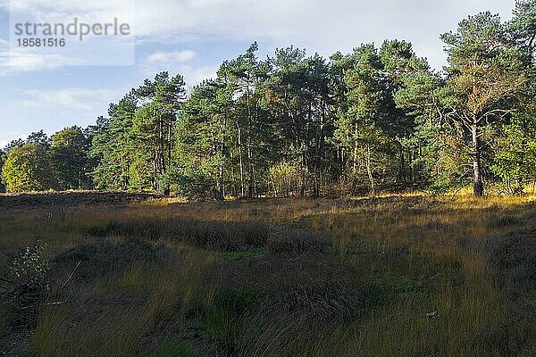 Naturschutzgebiet Witte Venn  beidseits der niederländischen Grenze  hier auf deutscher Seite  Beßlinghook  Alstätte  Münsterland  Nordrhein-Westfalen