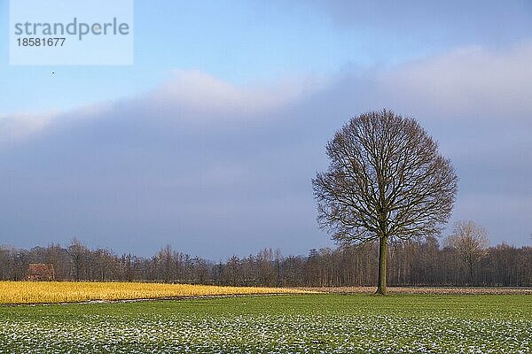 Winterliche Landschaft im Münsterland