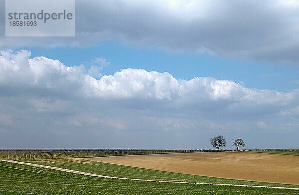 Walnussbäume (Juglans Regia) vor Wolkenhimmel  Südpfalz  Pfalz  Rheinland-Pfalz  Deutschland  Europa