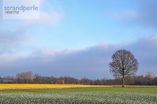 Winterliche Landschaft im Münsterland