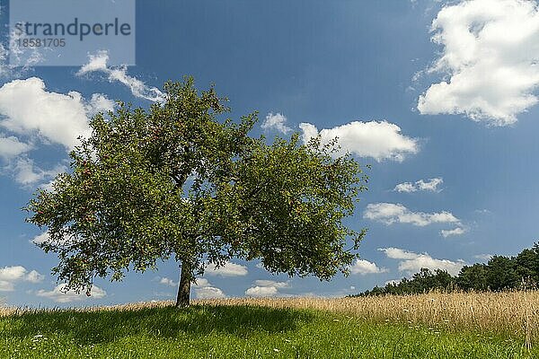 Apfelbaum (Malus domestica)  rote Äpfel am Baum  Wolkenhimmel  Pfalz  Rheinland-Pfalz  Deutschland  Europa