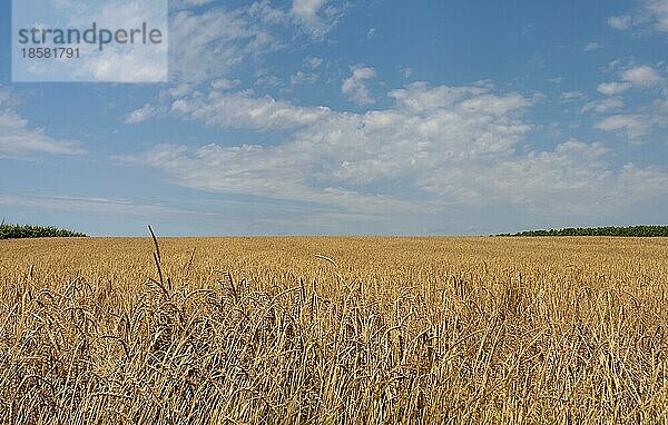 Getreidefeld und Wolkenhimmel