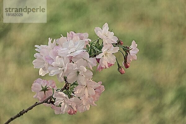 Japanische Blütenkirsche (Prunus serrulata)