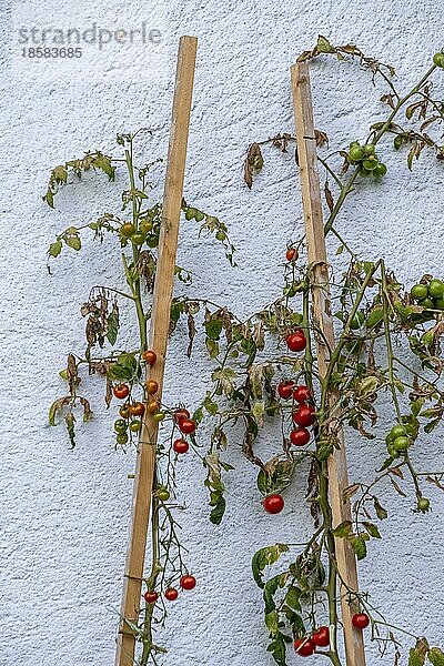 Tomaten wachsen vor einer Hauswand