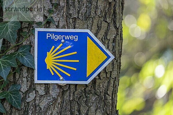 Jakobsmuschel als Zeichen für den Pilgerweg  Jakobsweg nach Santiago de Compostela  Münsterland  Nordrhein-Westfalen  Deutschland  Europa