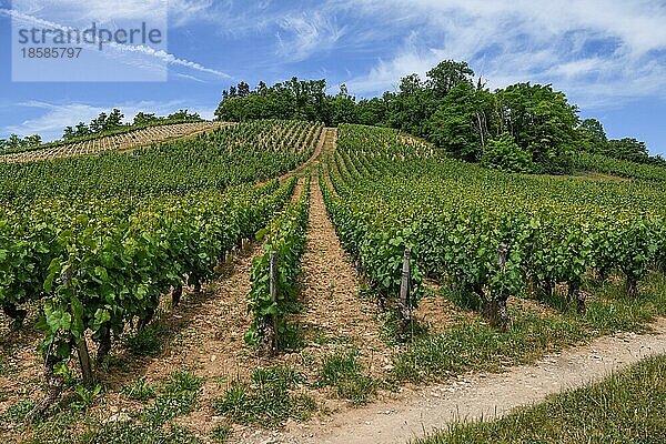 Weinberge bei Vézelay  Département Yonne  Region Bourgogne-Franche-Comté  Burgund  Frankreich  Europa