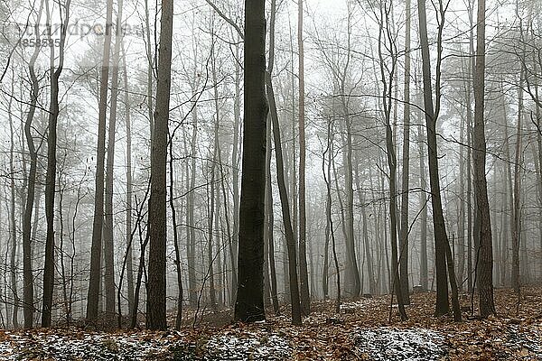 Wald im Winter bei Nebel  Pfälzer Wald  Pfalz  Rheinland-Pfalz  Deutschland  Europa