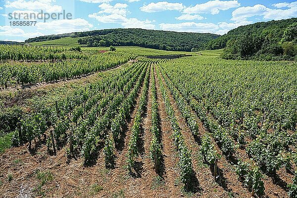 Weinberge bei Nuits-Saint-George  Departement Côte-dOr  Bourgogne-Franche-Comté  Burgund  Frankreich  Europa