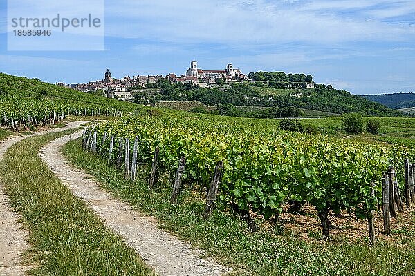 Blick über die Weinberge auf Vézelay mit der frühgotischen Basilika Sainte-Marie-Madeleine  Département Yonne  Region Bourgogne-Franche-Comté  Burgund  Frankreich  Europa