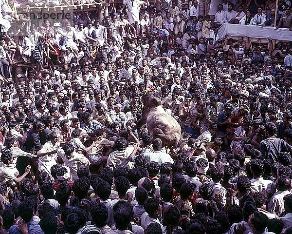 Jallikattu-Zähmung  Stier  der auf die Menge in Alanganallur während des Pongal-Festes springt  Tamil Nadu  Südindien  Indien  Asien